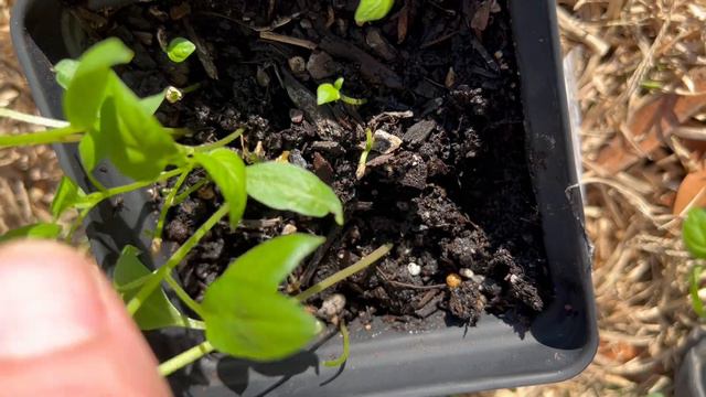 Jalapeno Murcielago hybrid cross made by Nuno Pereira selections made on 27January2023 смотреть онлайн