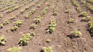 Подсолнечник после обработки гербицидом (экспресс технология)