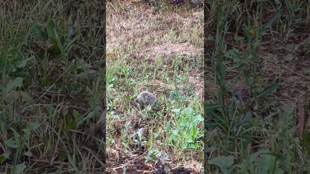 ГОРОДСКОЙ ЁЖИК!♥️ смотреть онлайн