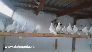 Таджикские голуби- душанбинские черноносые Тоджиддина (лет и игра)