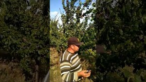 сорт Сливи Амерс сад Павлюка