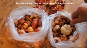 Луковицы гладиолусов проросли при хранении.