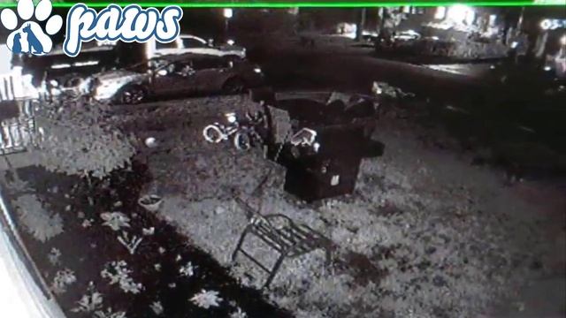 Sarplaninac Shepherd dog chases off a bear!!! смотреть онлайн