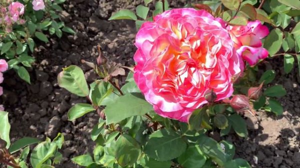 та самая…сорт Горджес (Gorgeous)