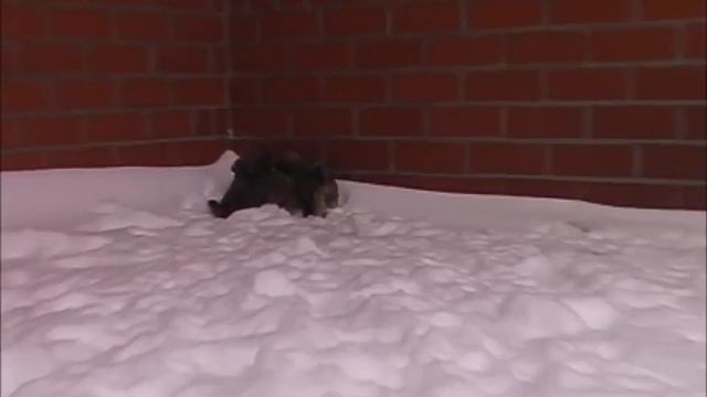 Лхаса Апсо щенки питомник Орисилк смотреть онлайн
