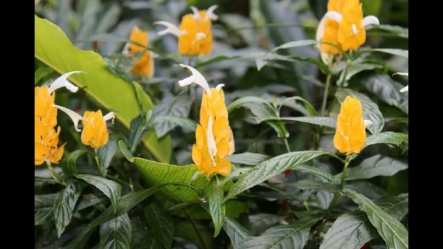 КУДА УХОДИТ ЛЕТО смотреть онлайн