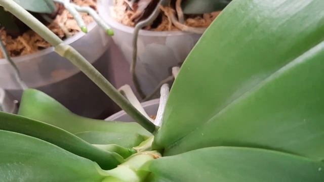 Монокалий фосфат и Магний для цветения орхидей. смотреть онлайн