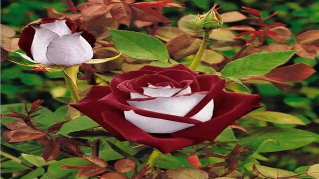 Роза Осирия