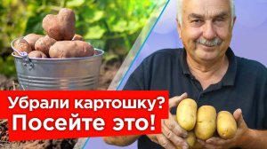 ПОСЕЙТЕ ЭТО СРАЗУ ПОСЛЕ УБОРКИ КАРТОФЕЛЯ! Вот, что оздоровит и восстановит плодородие почвы
