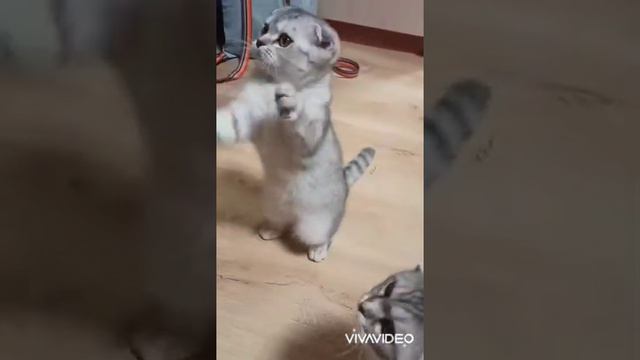 Шотландские котята элитных кровей смотреть онлайн