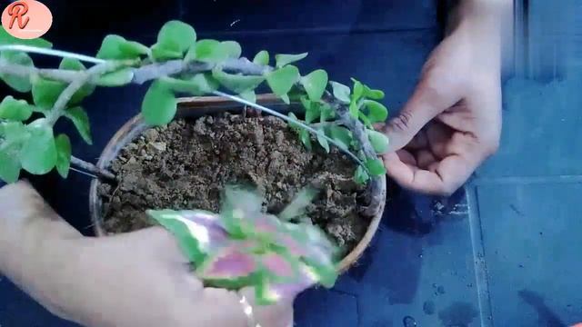 Easy & Beautiful Jade & Coleus Miniature Garden Idea