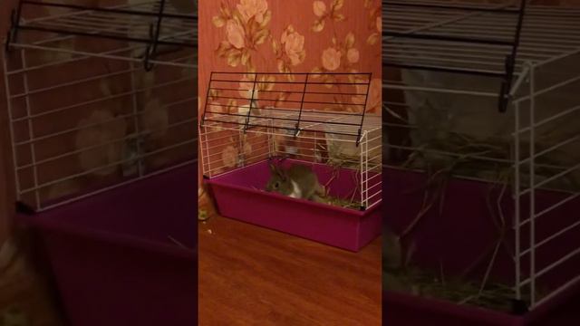 Карликовый кролик бесится!