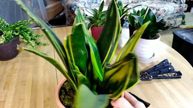 Gold Flame Sansevieria! смотреть онлайн
