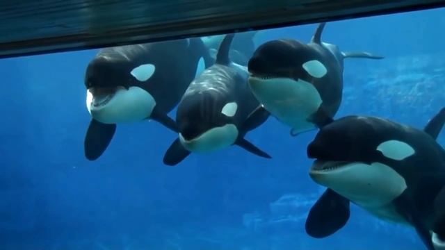 Узнайте имена диких животных паук Видео Игрушки для детей