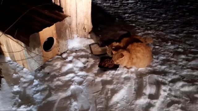 заселение кошек в наш домик смотреть онлайн