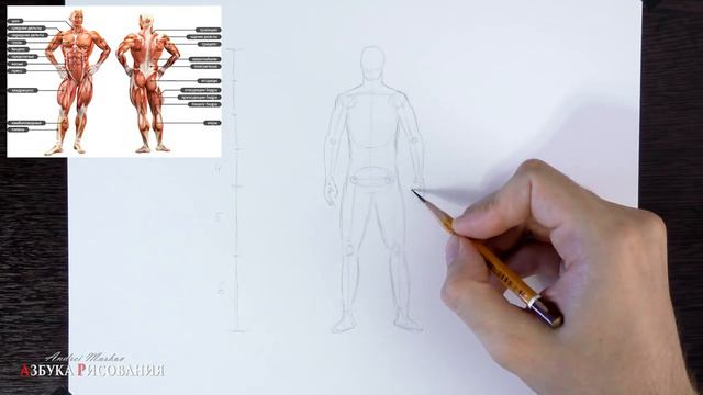 Как нарисовать человека в полный рост. Учимся рисовать тело и фигуру смотреть онлайн