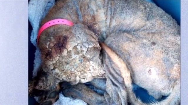 В приют привезли окаменевшего пса, волонтёры были в ужасе от увиденного, он уже не ждал сострадания смотреть онлайн