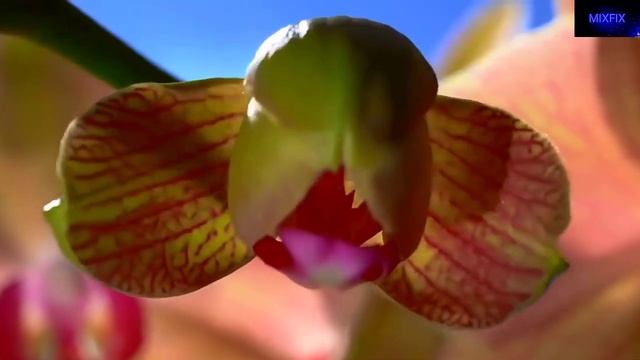 ШИКАРНО-ОБАЛДЕННЫЙ СТИХ МАМЕ НА 8 МАРТА!!! смотреть онлайн