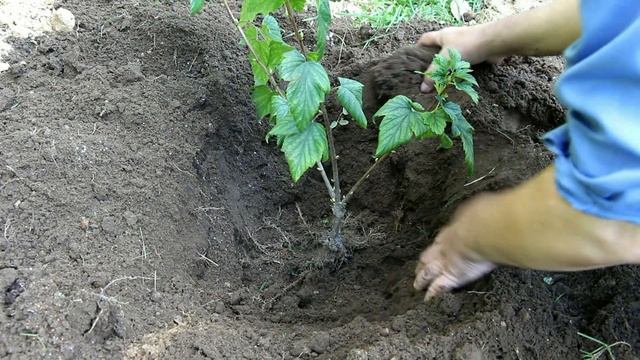 Осенняя посадка ягодных культур (шпаргалка для садовода) смотреть онлайн