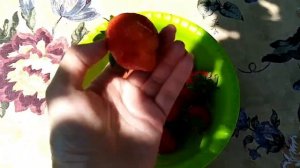 Показываю первый урожай клубники Мармелада