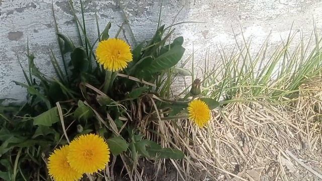 Первые цветы в Вологодской области. смотреть онлайн