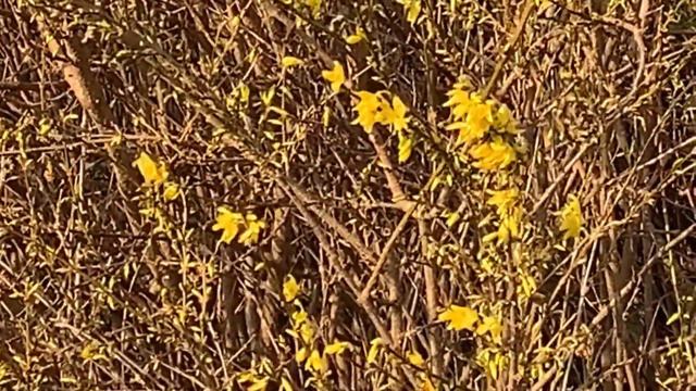 Проліски, нарциси, котики, весна іде смотреть онлайн