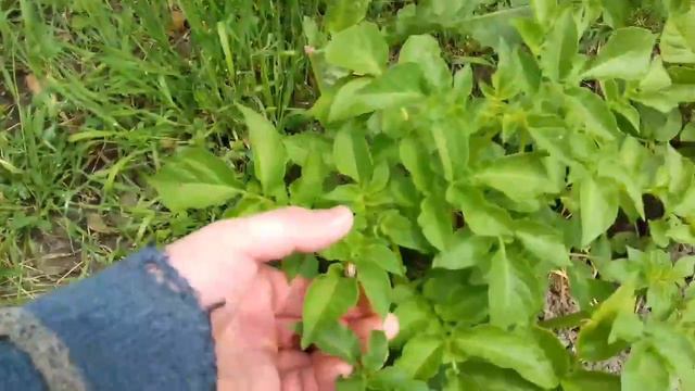 Борьба с колорадским жуком. смотреть онлайн
