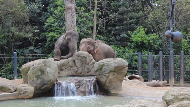 М. Зоопарк - У нас опять слоники смотреть онлайн