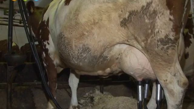 Московский конный завод №1 смотреть онлайн