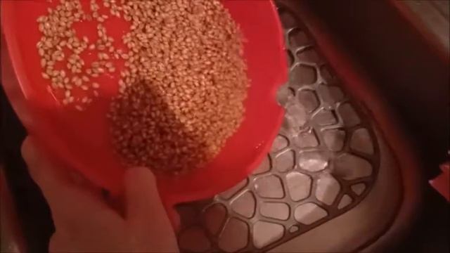 Как Прорастить Пшеницу/Мой Опыт Проращивания Пшеницы смотреть онлайн