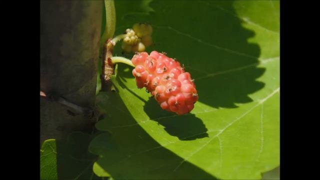 My best photos of 2014 with SONY DSC-H200 смотреть онлайн