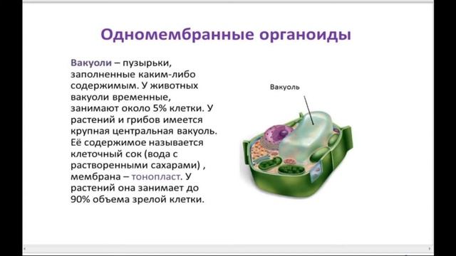 6 Цитоплазма Органоиды смотреть онлайн