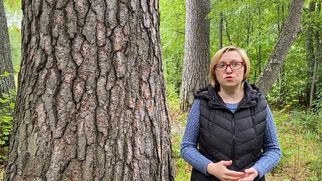 Вахтанские РЕЛИКТОВЫЕ СОСНЫ смотреть онлайн