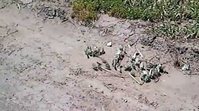 Капусту уже посадили, успели? А зря! (Десант капустниц). смотреть онлайн