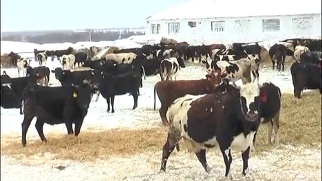 На селе: «Повысить рентабельность» смотреть онлайн