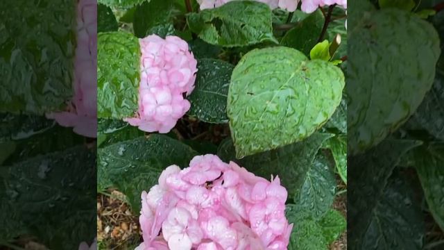 Гортензия Прециоза (Hydrangea Preziosa)
