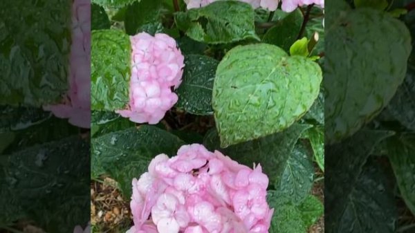 Гортензия Прециоза (Hydrangea Preziosa)