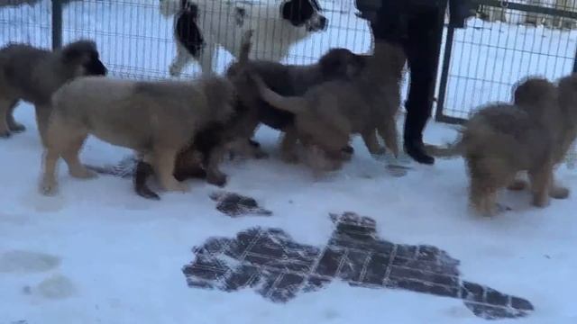 Щенки кавказской овчарки 2,5 месяца. +79262205603 Татьяна Ягодкина www.r-risk.ru смотреть онлайн