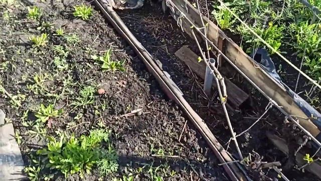 как вырастить крупный виноград. ч. 2. смотреть онлайн