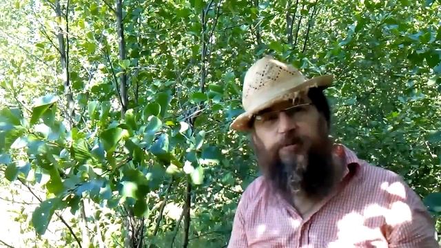Ольха Святое дерево здоровья смотреть онлайн