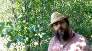 Ольха Святое дерево здоровья