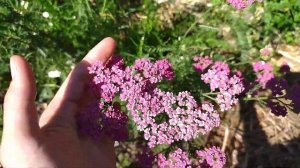 Тысячелистник садовый многолетний. Неприхотливый декоративный цветок.