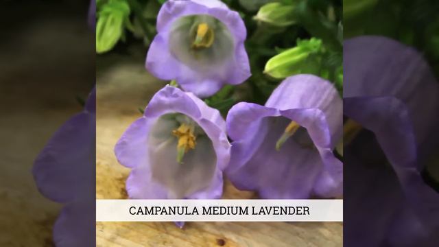 Campanula Bouquet DIY - PetalDriven.com смотреть онлайн