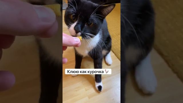 Необычный кот Барик с мозжечковой атаксией смотреть онлайн
