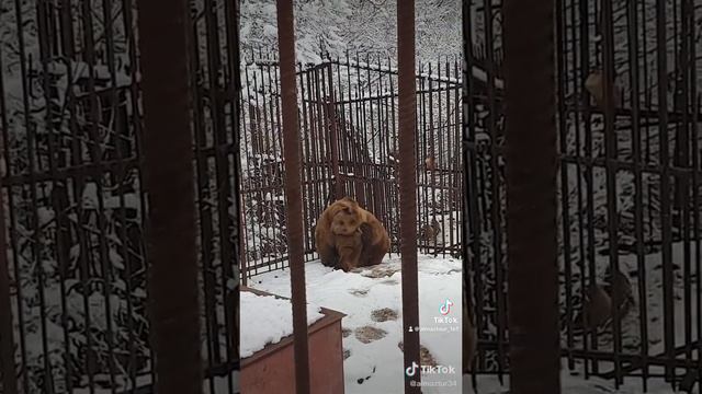 ХАДЖОГСКАЯ ТЕСНИНА АДЫГЕЯ смотреть онлайн
