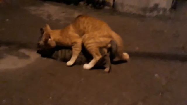 Kucing Reproduksi/ Cat Reproduction