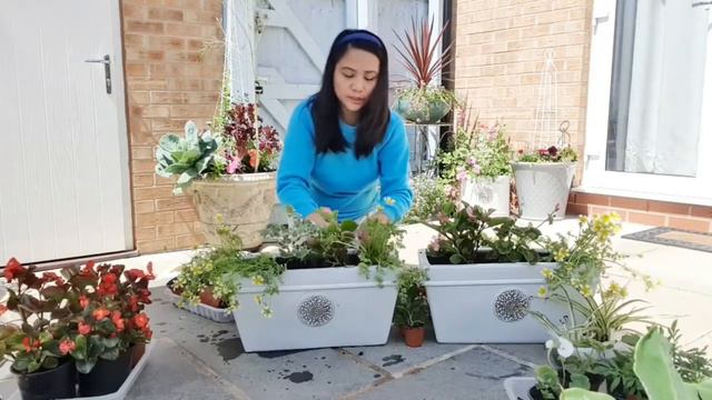 How To Plant Flower In Pots From Seeds Bulbs Garden Container Gardening Manila London Life In The U