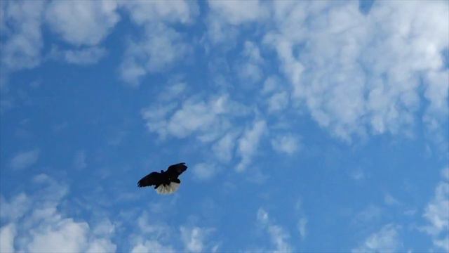 ПОЛЕТЫ НИКОЛАЕВСКИХ ГОЛУБЕЙ 08.06.2023 ТЕЛЕФОН +380988140345 смотреть онлайн