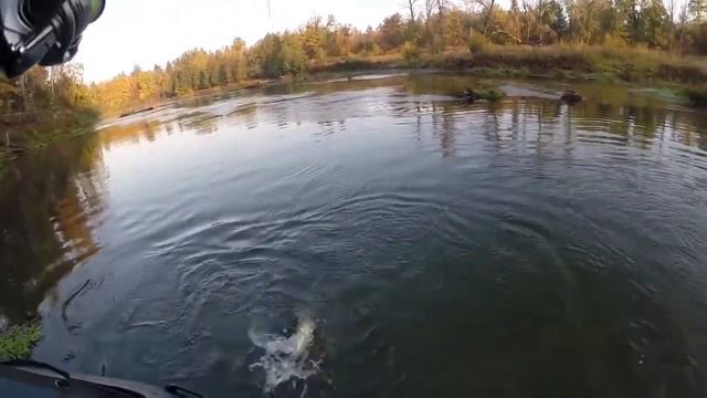 Ловим щуку плавом на CL 55 SR от Lucky Craft смотреть онлайн