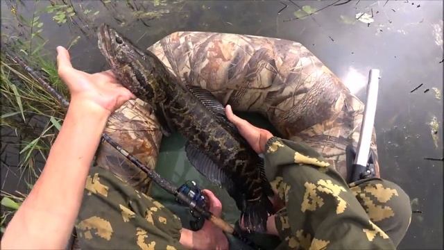 Утренняя Зорька. смотреть онлайн